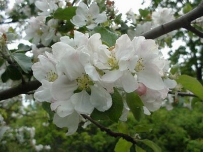 hedelmäpuiden kevätruiskutus