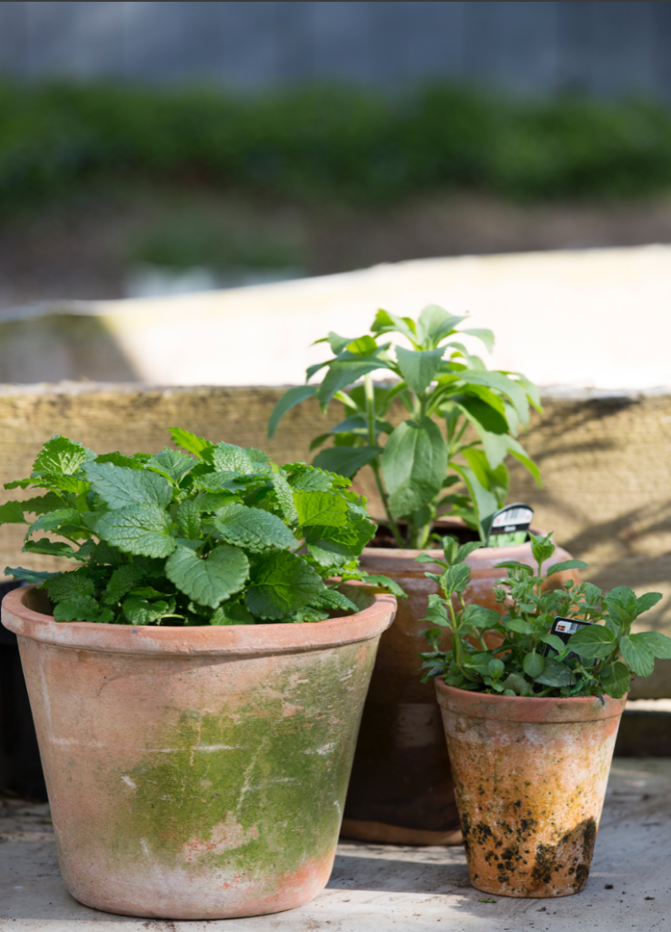 Yrtti puutarhanikkarit