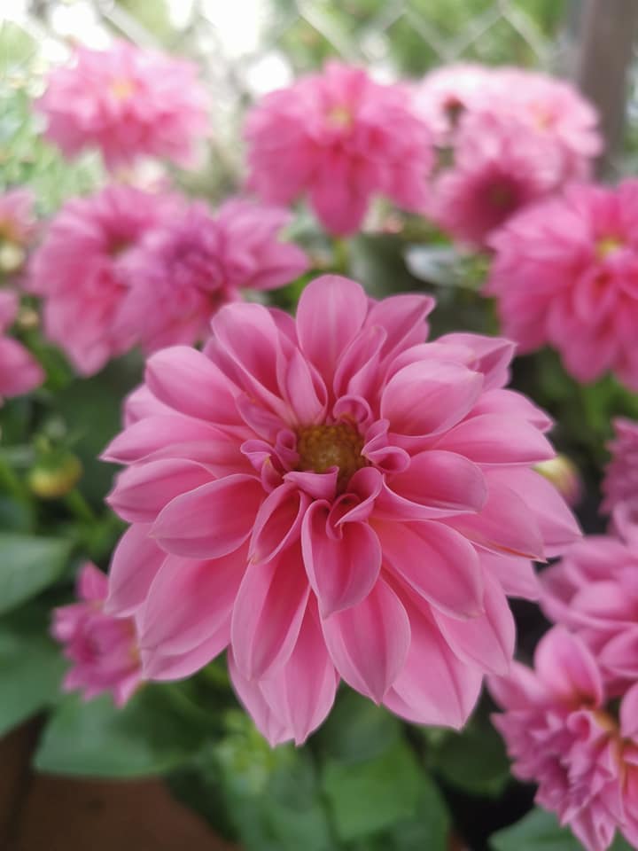 vappu puutarhanikkarit