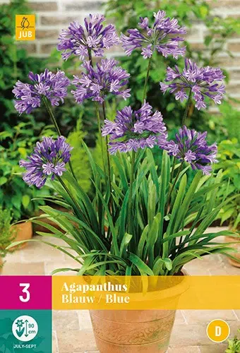 Agapanthus-Blauw-Blue