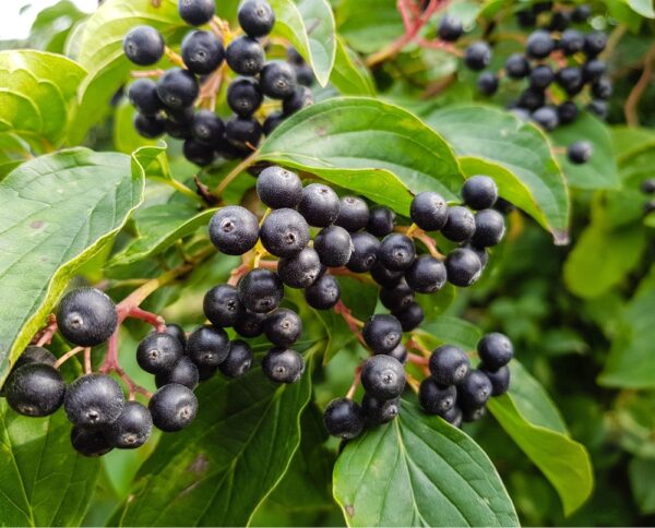 Aronia-Prunifolia-Ryhmae-Viking-marja-aronia