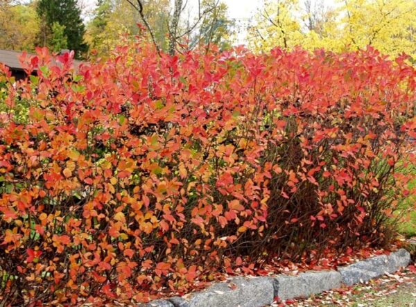 Aronia-x-prunifolia-koristearonia