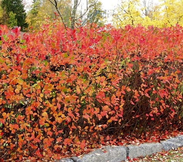 Aronia-x-prunifolia-koristearonia