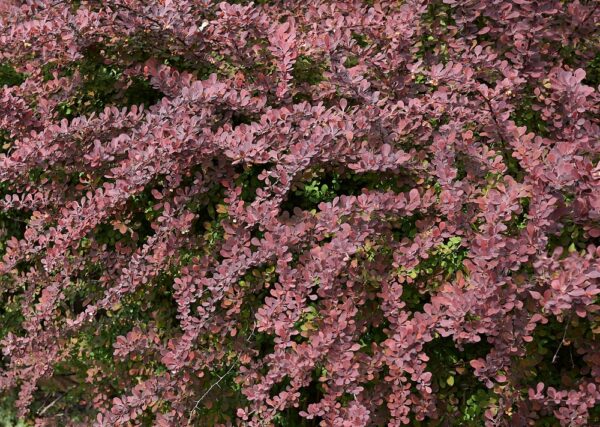 Berberis-thunbergii-Atropurpurea-purppurahappomarja