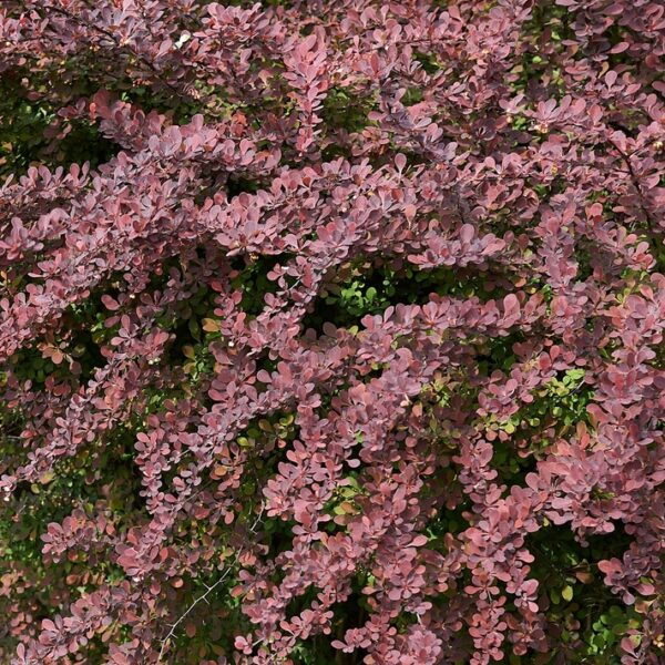 Berberis-thunbergii-Atropurpurea-purppurahappomarja