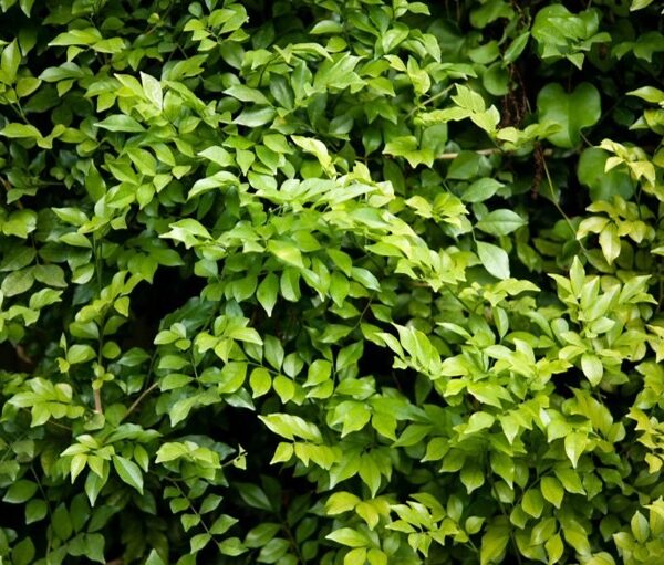 Cotoneaster-lucidus-kiiltotuhkapensas