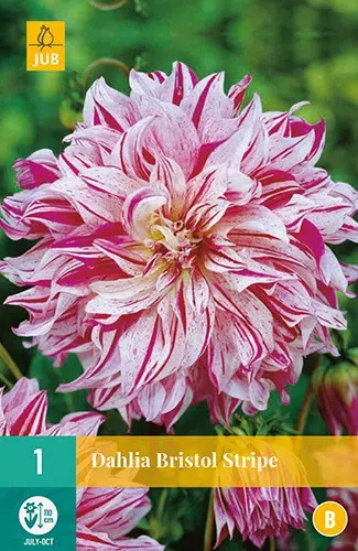 DAHLIA-BRISTOL-STRIPE