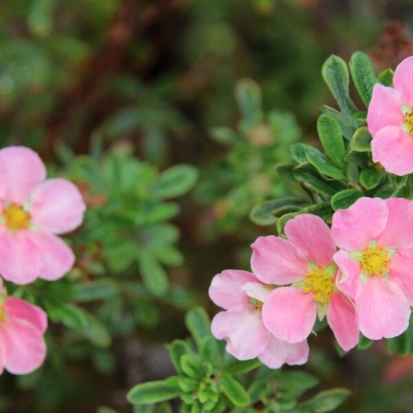 Dasiphora-fruticosa-Lovely-Pink-pensashanhikki