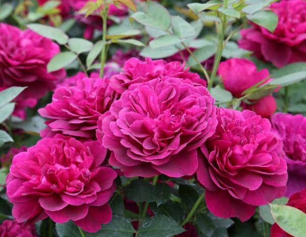 David-Austin-ruusu-Darcey-Bussell