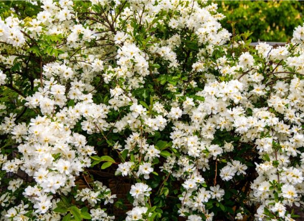 Exochorda-x-macrantha-Lotus-Moon-helmipensas