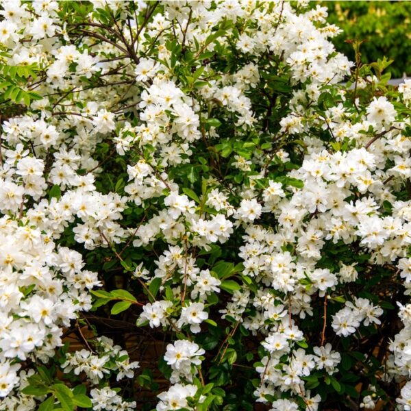 Exochorda-x-macrantha-Lotus-Moon-helmipensas
