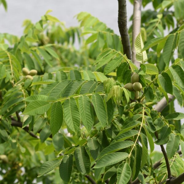 Fraxinus-pennsylvanica-Mantsurianjalopahkina