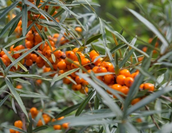 Hippophae-rhamnoides-Julia-tyrni