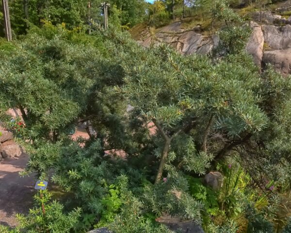 Hippophae-rhamnoides-Tarmo-poika-tyrni