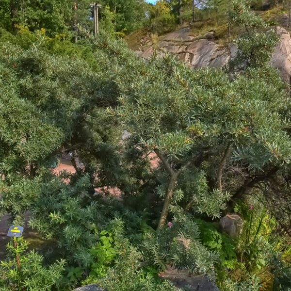 Hippophae-rhamnoides-Tarmo-poika-tyrni