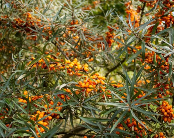 Hippophae-rhamnoides-Terhi-tyrni
