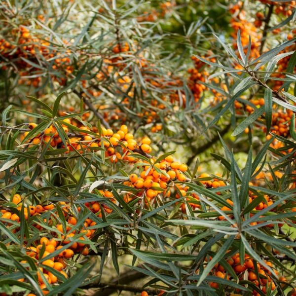 Hippophae-rhamnoides-Terhi-tyrni