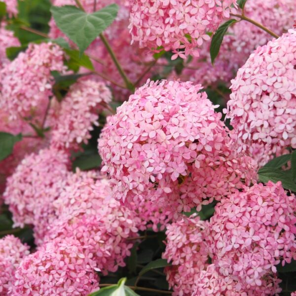 Hydrangea-arborescens-Pink-Annabelle-pallohortensia