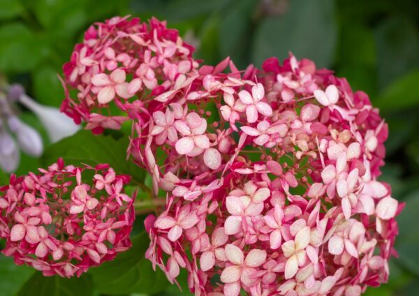 Hydrangea-arborescens-Ruby-Annabelle-pallohortensia