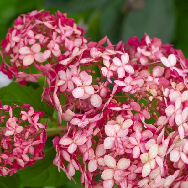 Hydrangea-arborescens-Ruby-Annabelle-pallohortensia