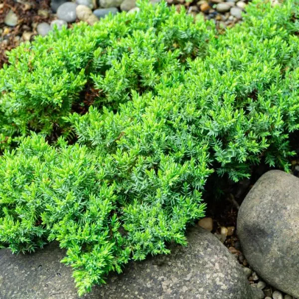 Juniperus-procumbers-Nana-Harokataja-2