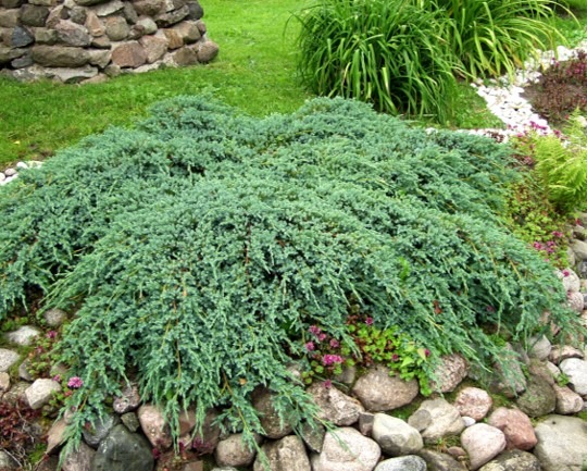 Juniperus-scop-Blue-Carpet-sinikataja-2