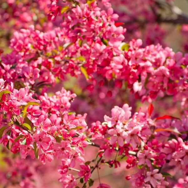 Malus-Royal-Beauty-riippaomenapuu