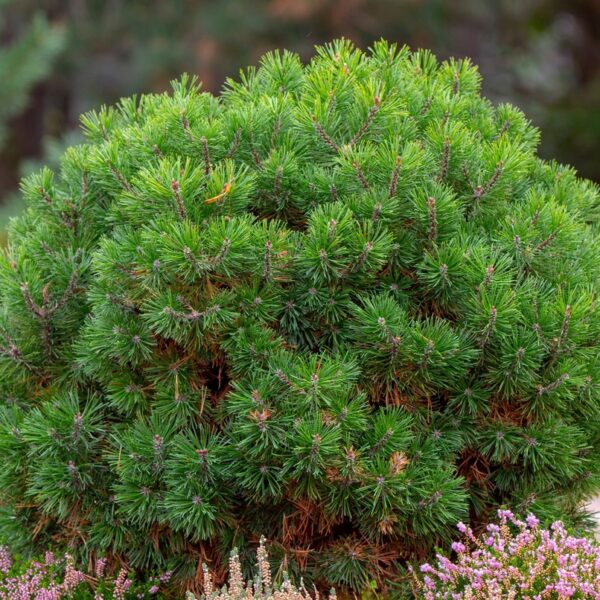 Pinus-mugo-Pumilo-kaapuovuorimanty