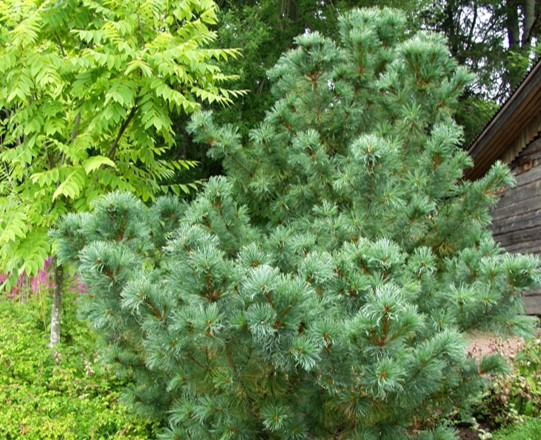 Pinuspumila-Pensassembra