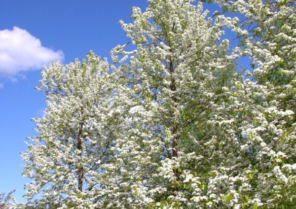 Prunus-pensylvanica-pilvikirsikka