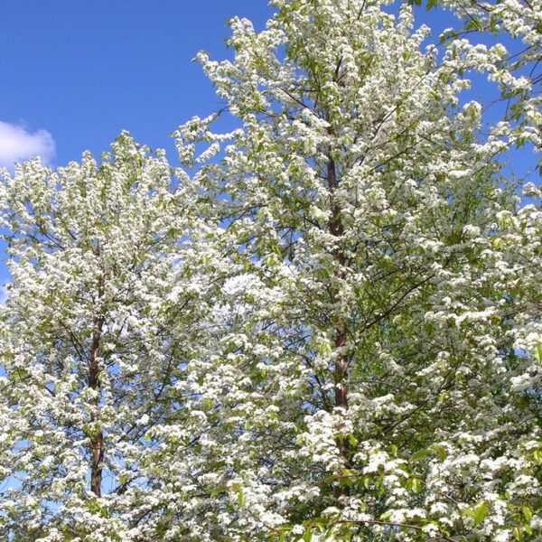 Prunus-pensylvanica-pilvikirsikka