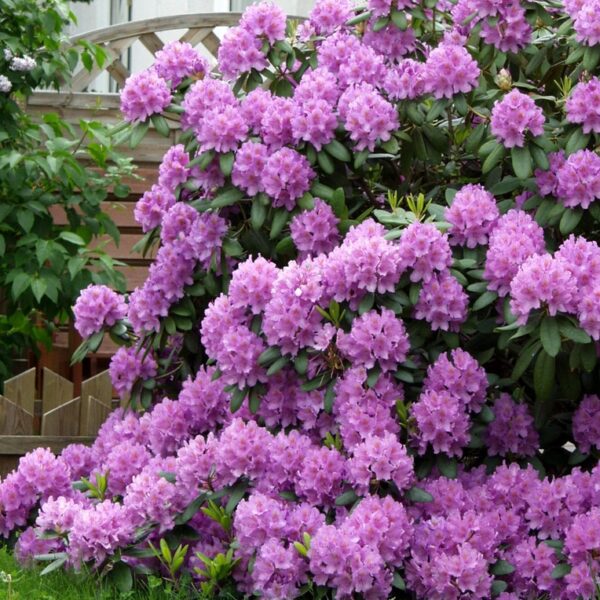 Rhododendron-Catawbiense-Grandiflorum-puistoalppiruusu