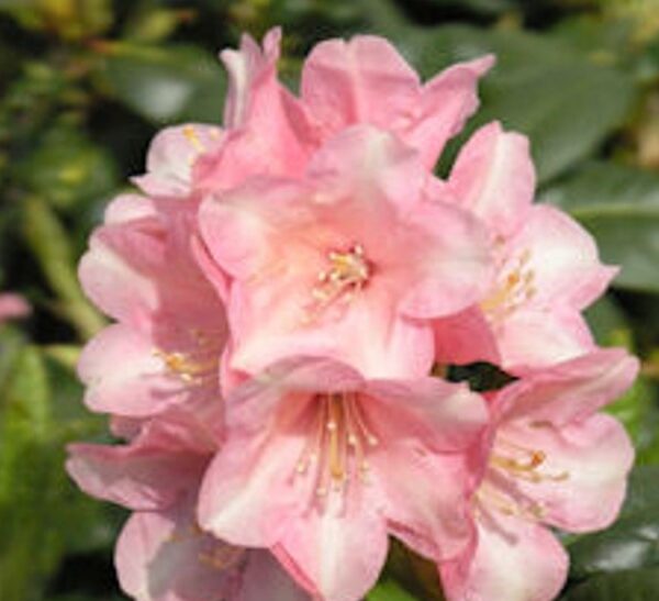 Rhododendron-Vieno