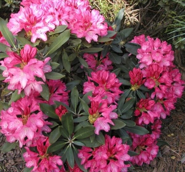 Rhododendron-yak-Sneezy