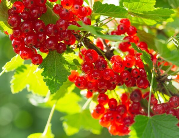 Ribes-rubrum-Punahilkka-punaherukka