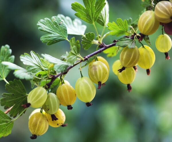Ribes-uva-crispa-Hinnonmaeen-keltainen-karviainen