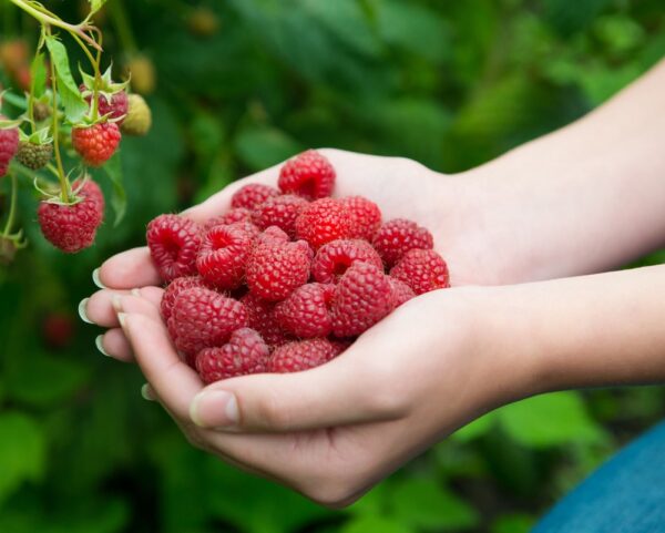 Rubus-idaeus-Maurin-Makea-vadelma