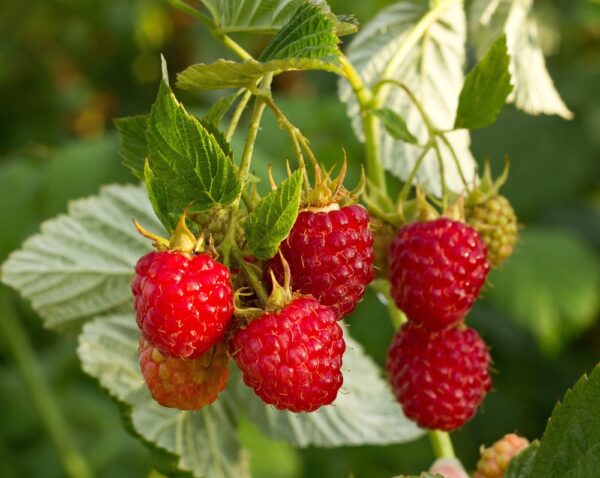 Rubus-idaeus-Ottawa-vadelma