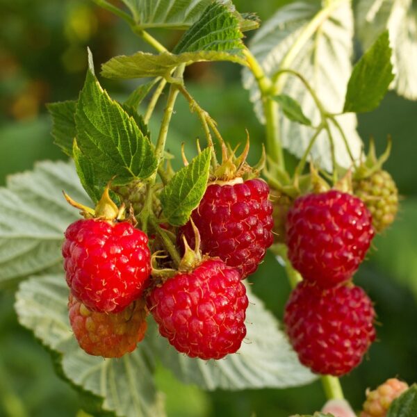 Rubus-idaeus-Ottawa-vadelma