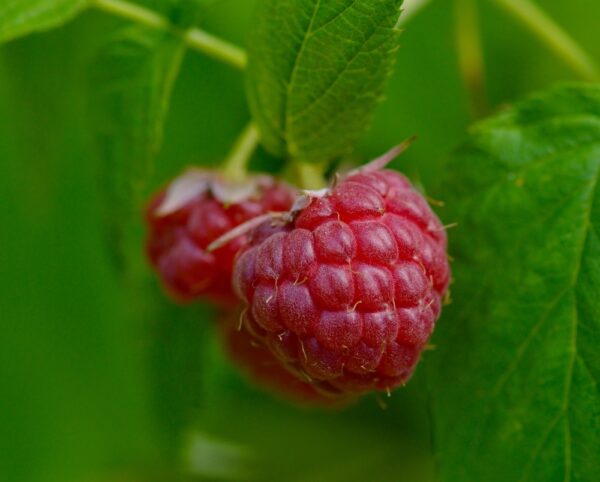 Rubus-idaeus-Ville-vadelma