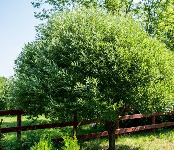 Salix-fragilis-Bullata-terijoensalava