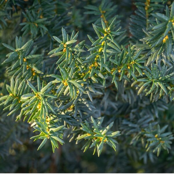 Taxus-media-Hicksii-kartiomarjakuusi