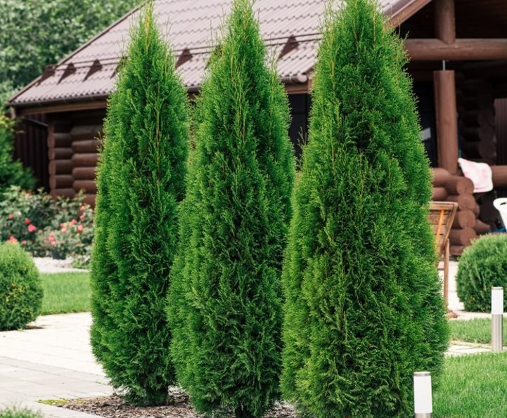 Thuja-occidentalis-Smaragd-timanttituija-2