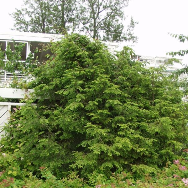 Tsuga-canadensis-kanadanhemlokki