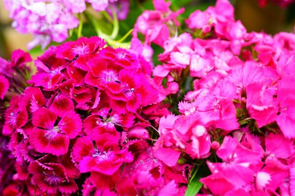 Dianthus-harjaneilikka-2