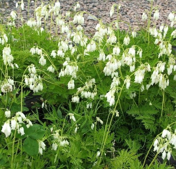 Dicentra-formosa-Aurora-kesapikkusydan