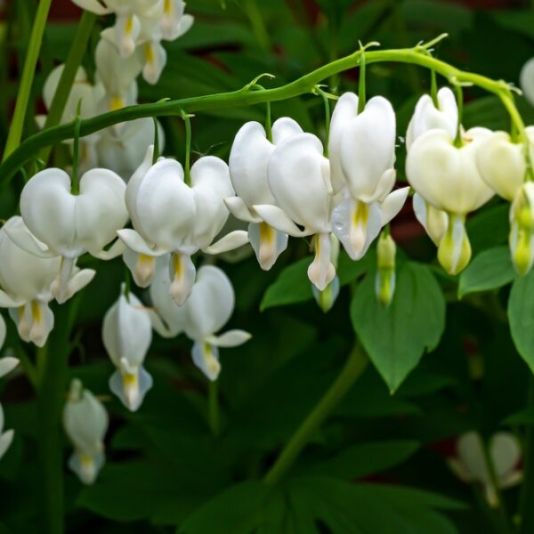 Dicentra-spectabilis-alba-saerkynytsydaen-valkoinen