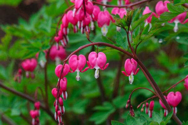 Dicentra-spectabilis-saerkynytsydaen