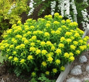 Euphorbia-polychroma-kultatyrakki