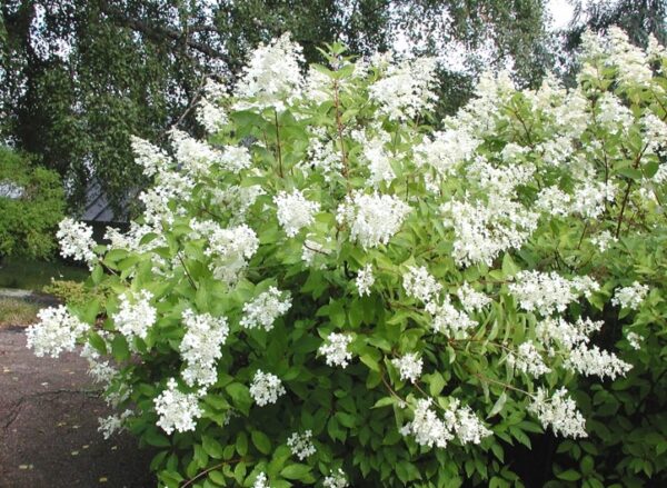 Hydrangea-paniculata-Mustila-mustilanhortensia